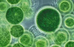 LY-901復(fù)合殺菌滅藻劑